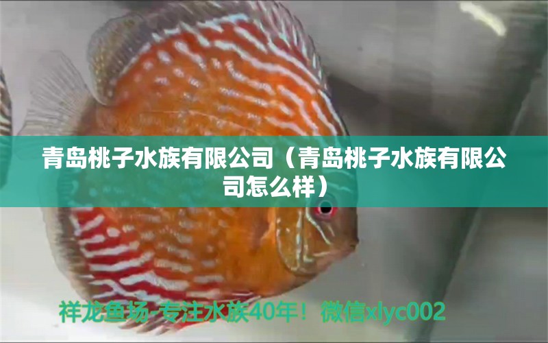 青島桃子水族有限公司（青島桃子水族有限公司怎么樣）