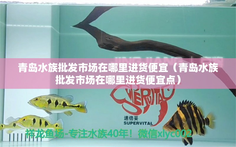 青島水族批發(fā)市場在哪里進(jìn)貨便宜（青島水族批發(fā)市場在哪里進(jìn)貨便宜點(diǎn)） 觀賞魚水族批發(fā)市場