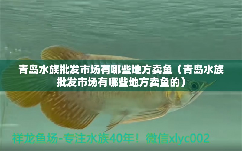 青島水族批發(fā)市場(chǎng)有哪些地方賣(mài)魚(yú)（青島水族批發(fā)市場(chǎng)有哪些地方賣(mài)魚(yú)的） 觀賞魚(yú)水族批發(fā)市場(chǎng)