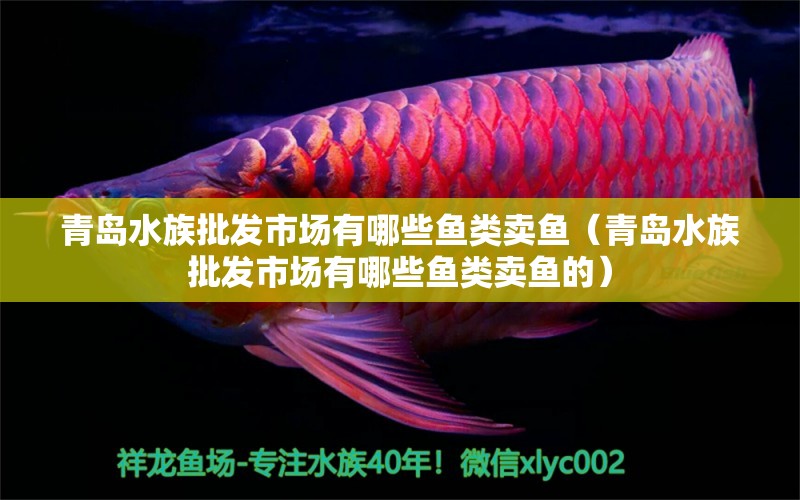 青島水族批發(fā)市場(chǎng)有哪些魚類賣魚（青島水族批發(fā)市場(chǎng)有哪些魚類賣魚的）