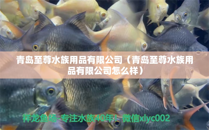 青島至尊水族用品有限公司（青島至尊水族用品有限公司怎么樣） 水族用品