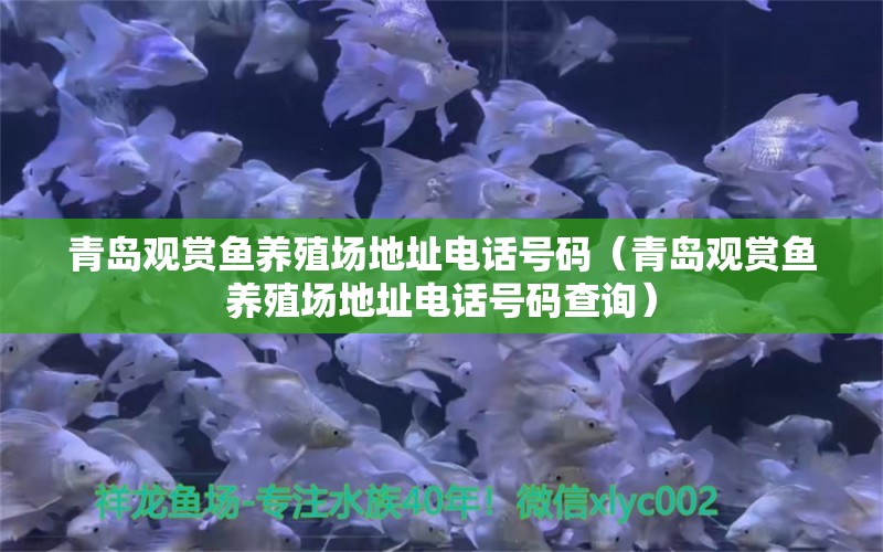 青島觀賞魚(yú)養(yǎng)殖場(chǎng)地址電話號(hào)碼（青島觀賞魚(yú)養(yǎng)殖場(chǎng)地址電話號(hào)碼查詢） 觀賞魚(yú)市場(chǎng)（混養(yǎng)魚(yú)）