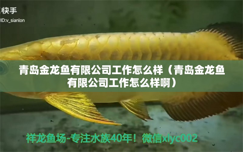 青島金龍魚有限公司工作怎么樣（青島金龍魚有限公司工作怎么樣?。? title=