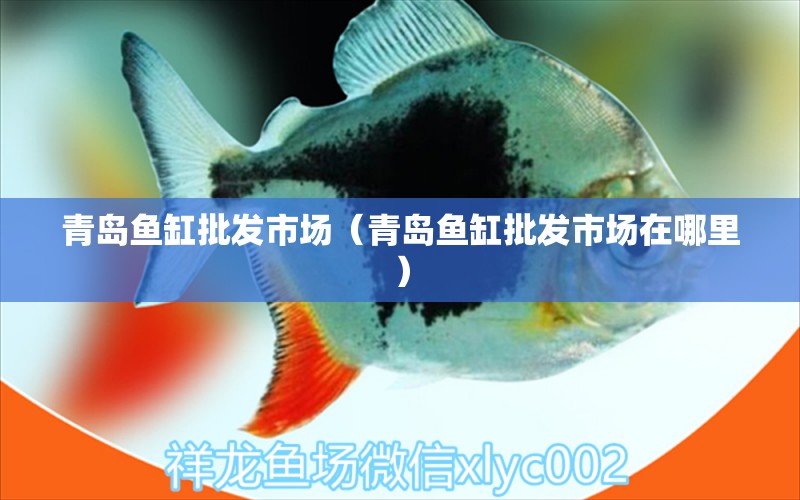 青島魚缸批發(fā)市場（青島魚缸批發(fā)市場在哪里） 觀賞魚水族批發(fā)市場