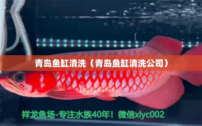 青島魚缸清洗（青島魚缸清洗公司）