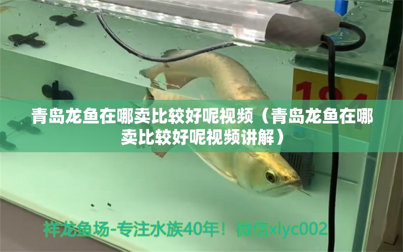 青島龍魚在哪賣比較好呢視頻（青島龍魚在哪賣比較好呢視頻講解）