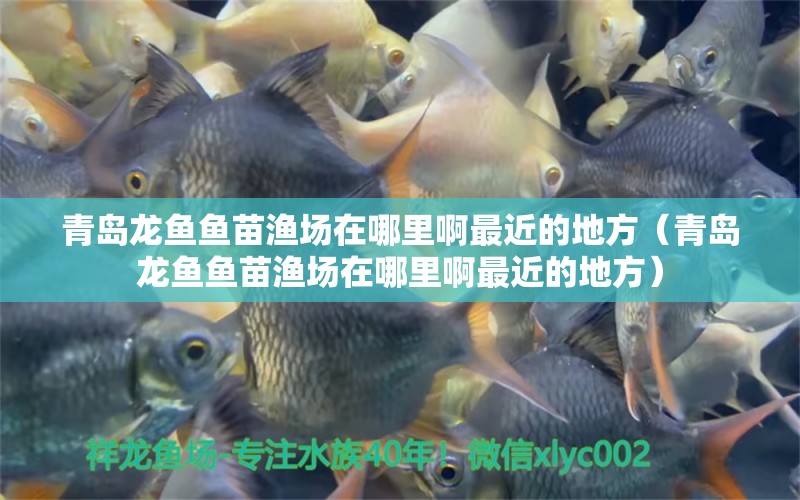 青島龍魚魚苗漁場在哪里啊最近的地方（青島龍魚魚苗漁場在哪里啊最近的地方）