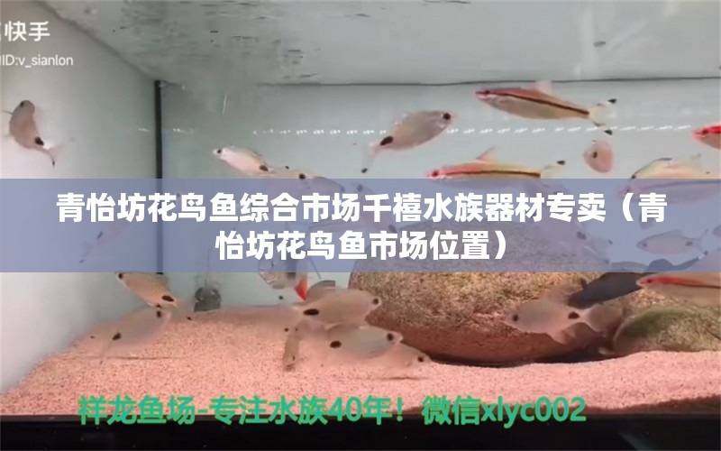 青怡坊花鳥(niǎo)魚(yú)綜合市場(chǎng)千禧水族器材專(zhuān)賣(mài)（青怡坊花鳥(niǎo)魚(yú)市場(chǎng)位置） 全國(guó)水族館企業(yè)名錄