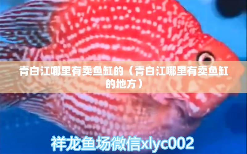 青白江哪里有賣魚缸的（青白江哪里有賣魚缸的地方）