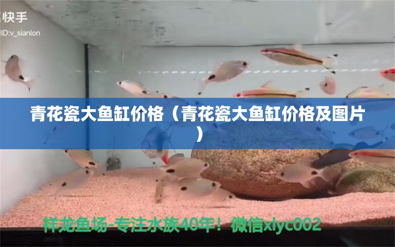 青花瓷大魚缸價(jià)格（青花瓷大魚缸價(jià)格及圖片） 非洲象鼻魚