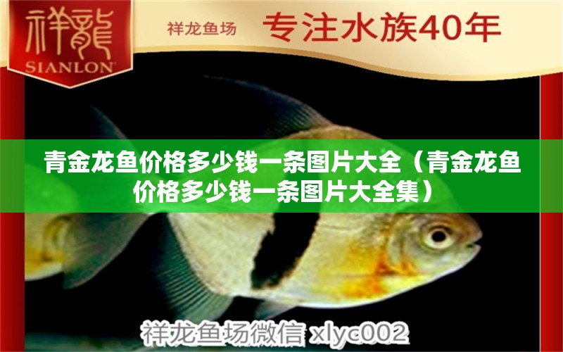 青金龍魚價格多少錢一條圖片大全（青金龍魚價格多少錢一條圖片大全集） 廣州龍魚批發(fā)市場