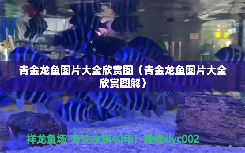 青金龍魚圖片大全欣賞圖（青金龍魚圖片大全欣賞圖解）