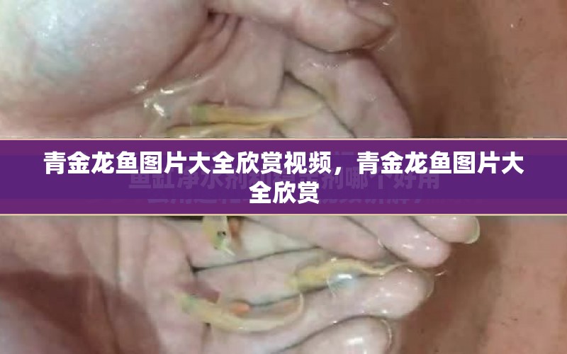 青金龍魚圖片大全欣賞視頻，青金龍魚圖片大全欣賞 水族問答 第1張