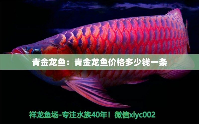 青金龍魚：青金龍魚價(jià)格多少錢一條