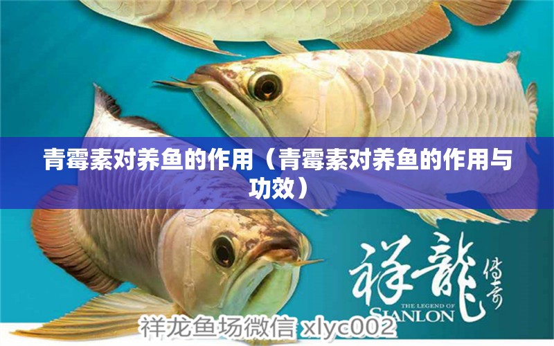 青霉素對養(yǎng)魚的作用（青霉素對養(yǎng)魚的作用與功效）