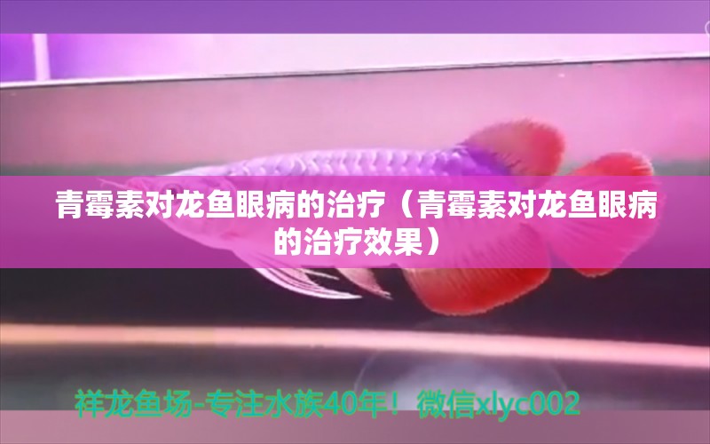 青霉素對龍魚眼病的治療（青霉素對龍魚眼病的治療效果）