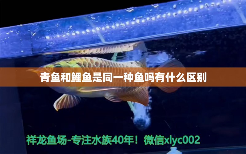 青魚和鯉魚是同一種魚嗎有什么區(qū)別 觀賞魚市場