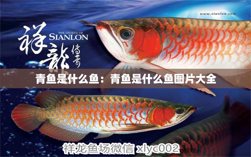 青魚(yú)是什么魚(yú)：青魚(yú)是什么魚(yú)圖片大全 銀龍魚(yú)