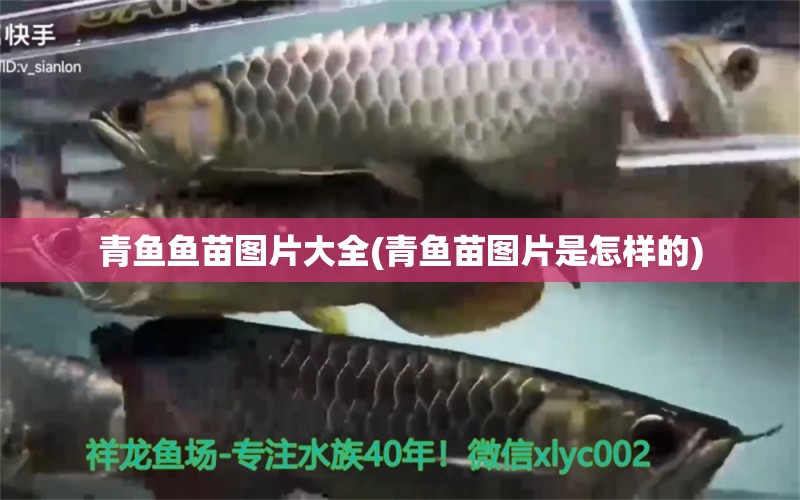 青魚(yú)魚(yú)苗圖片大全(青魚(yú)苗圖片是怎樣的)