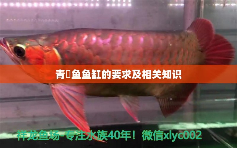 青鳉魚魚缸的要求及相關(guān)知識