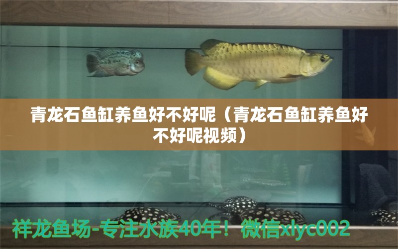 青龍石魚缸養(yǎng)魚好不好呢（青龍石魚缸養(yǎng)魚好不好呢視頻） 祥龍水族醫(yī)院