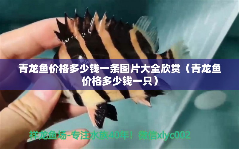 青龍魚價(jià)格多少錢一條圖片大全欣賞（青龍魚價(jià)格多少錢一只） 青龍魚