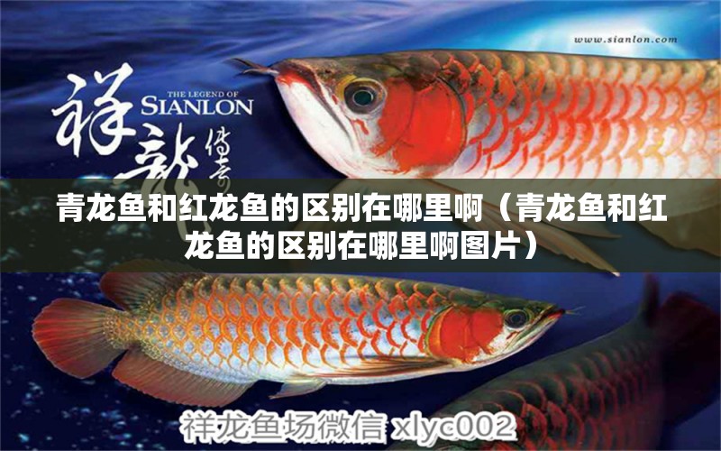 青龍魚和紅龍魚的區(qū)別在哪里?。ㄇ帻堲~和紅龍魚的區(qū)別在哪里啊圖片）