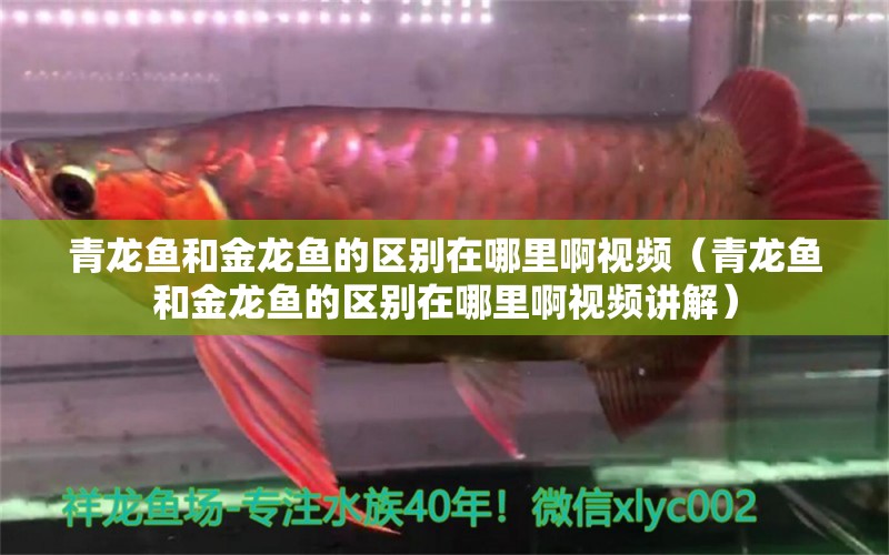 青龍魚和金龍魚的區(qū)別在哪里啊視頻（青龍魚和金龍魚的區(qū)別在哪里啊視頻講解）