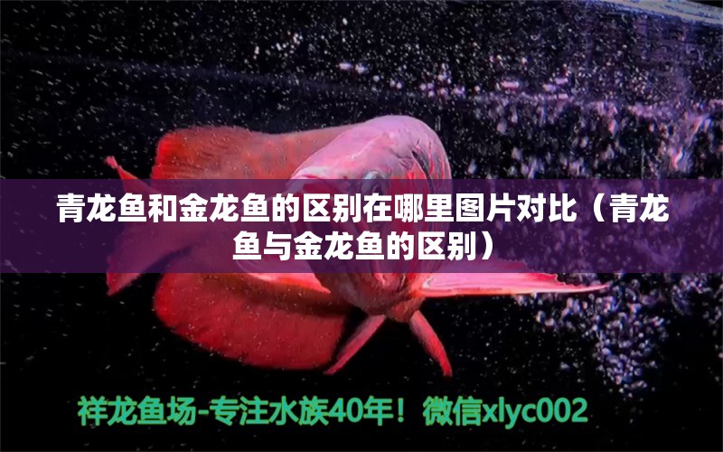 青龍魚和金龍魚的區(qū)別在哪里圖片對(duì)比（青龍魚與金龍魚的區(qū)別）