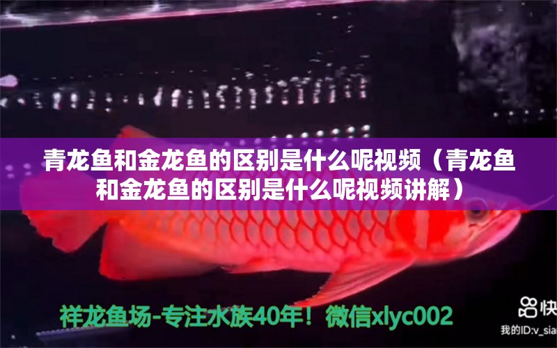 青龍魚和金龍魚的區(qū)別是什么呢視頻（青龍魚和金龍魚的區(qū)別是什么呢視頻講解） 青龍魚