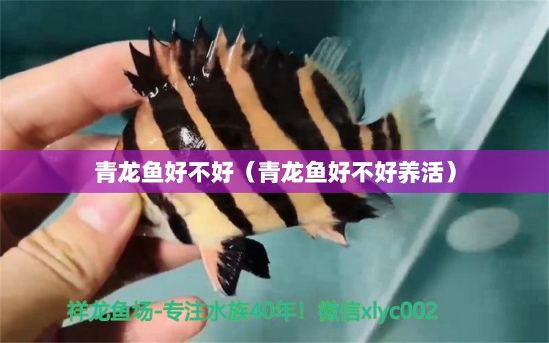 青龍魚好不好（青龍魚好不好養(yǎng)活） 青龍魚