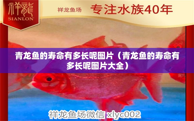 青龍魚(yú)的壽命有多長(zhǎng)呢圖片（青龍魚(yú)的壽命有多長(zhǎng)呢圖片大全） 青龍魚(yú)