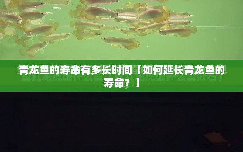 青龍魚的壽命有多長時(shí)間【如何延長青龍魚的壽命？】 水族問答 第1張