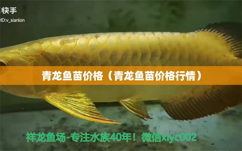 青龍魚(yú)苗價(jià)格（青龍魚(yú)苗價(jià)格行情）