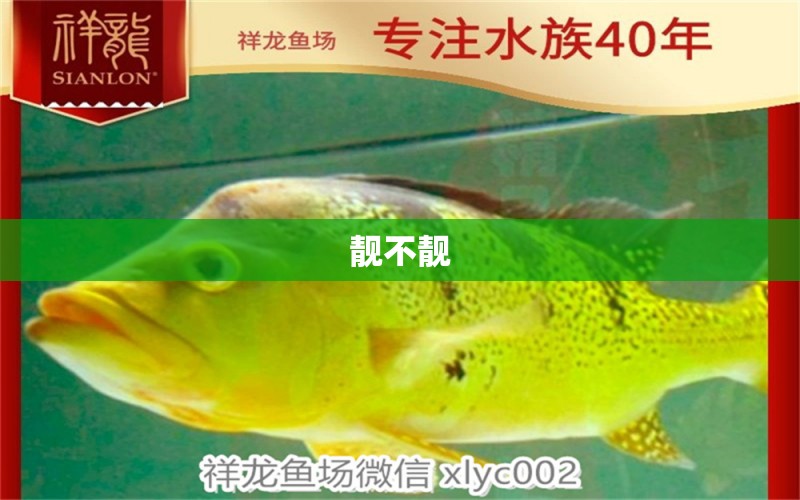 靚不靚 銀龍魚