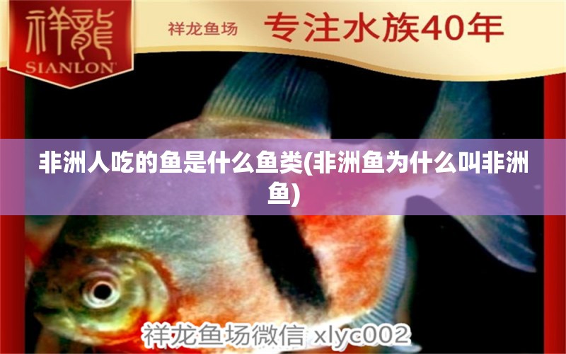 非洲人吃的魚是什么魚類(非洲魚為什么叫非洲魚) 粗線銀版魚