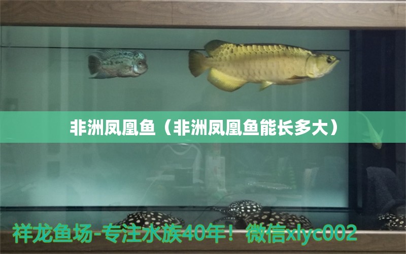 非洲鳳凰魚（非洲鳳凰魚能長多大）