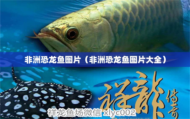 非洲恐龍魚圖片（非洲恐龍魚圖片大全）