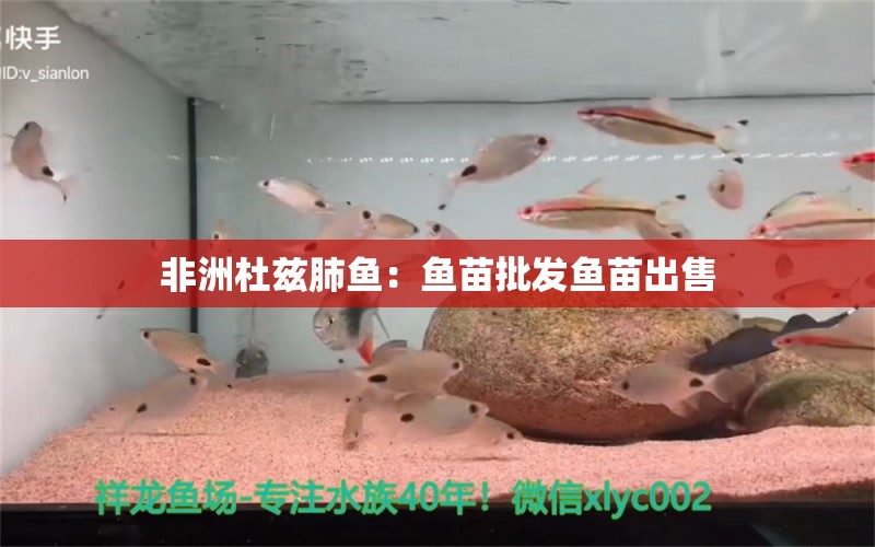 非洲杜茲肺魚：魚苗批發(fā)魚苗出售 肺魚