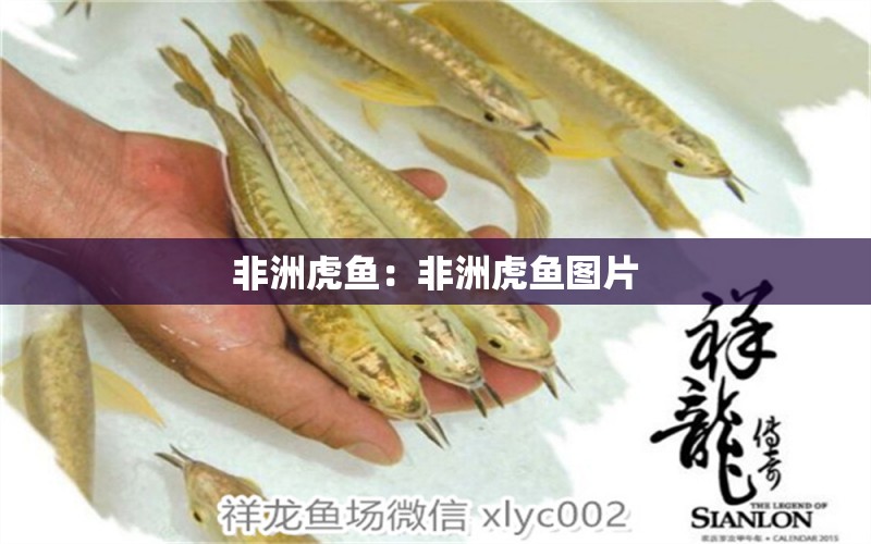 非洲虎魚：非洲虎魚圖片