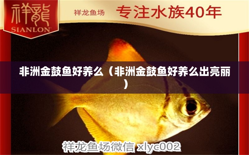 非洲金鼓魚好養(yǎng)么（非洲金鼓魚好養(yǎng)么出亮麗）