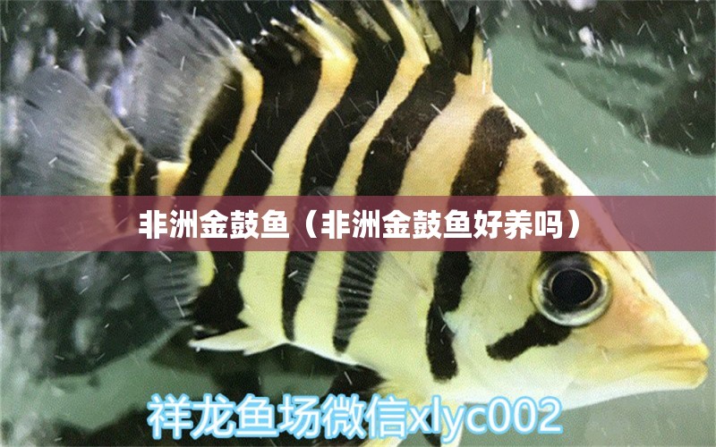 非洲金鼓魚（非洲金鼓魚好養(yǎng)嗎）