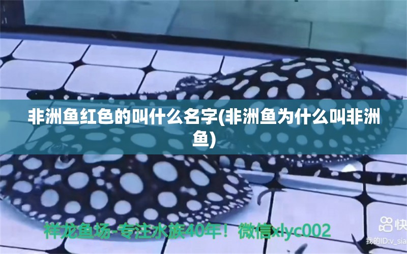 非洲魚紅色的叫什么名字(非洲魚為什么叫非洲魚) 海水魚