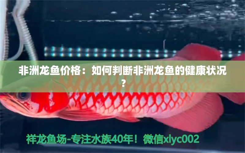 非洲龍魚價格：如何判斷非洲龍魚的健康狀況？ 水族問答