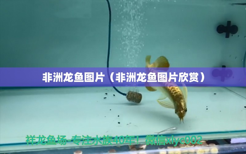 非洲龍魚圖片（非洲龍魚圖片欣賞）