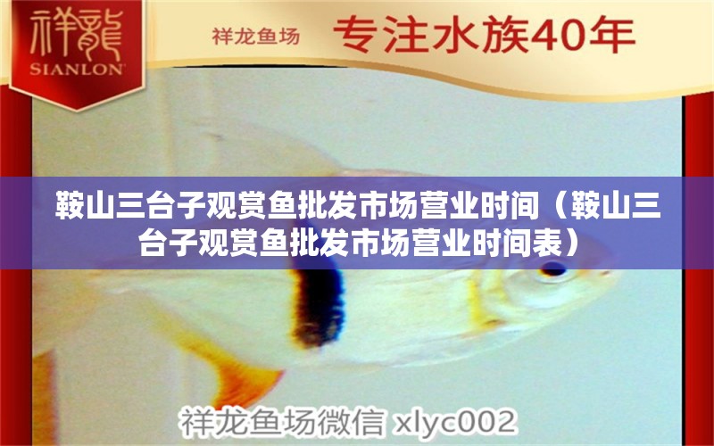 鞍山三臺子觀賞魚批發(fā)市場營業(yè)時間（鞍山三臺子觀賞魚批發(fā)市場營業(yè)時間表）