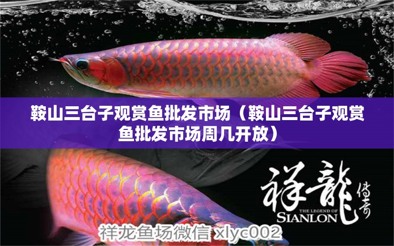 鞍山三臺子觀賞魚批發(fā)市場（鞍山三臺子觀賞魚批發(fā)市場周幾開放）