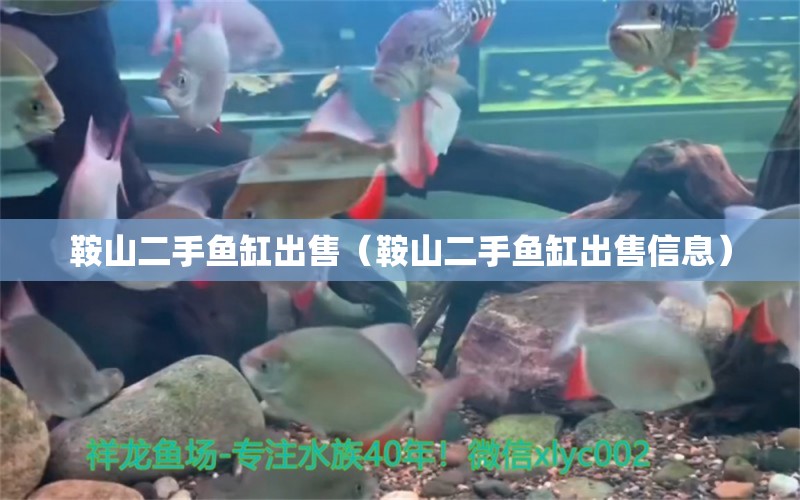 鞍山二手魚缸出售（鞍山二手魚缸出售信息） 其他品牌魚缸