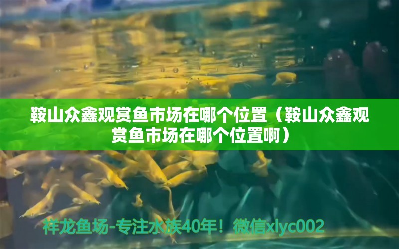 鞍山眾鑫觀賞魚(yú)市場(chǎng)在哪個(gè)位置（鞍山眾鑫觀賞魚(yú)市場(chǎng)在哪個(gè)位置?。? title=