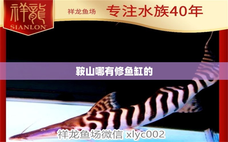 鞍山哪有修魚(yú)缸的 其他品牌魚(yú)缸